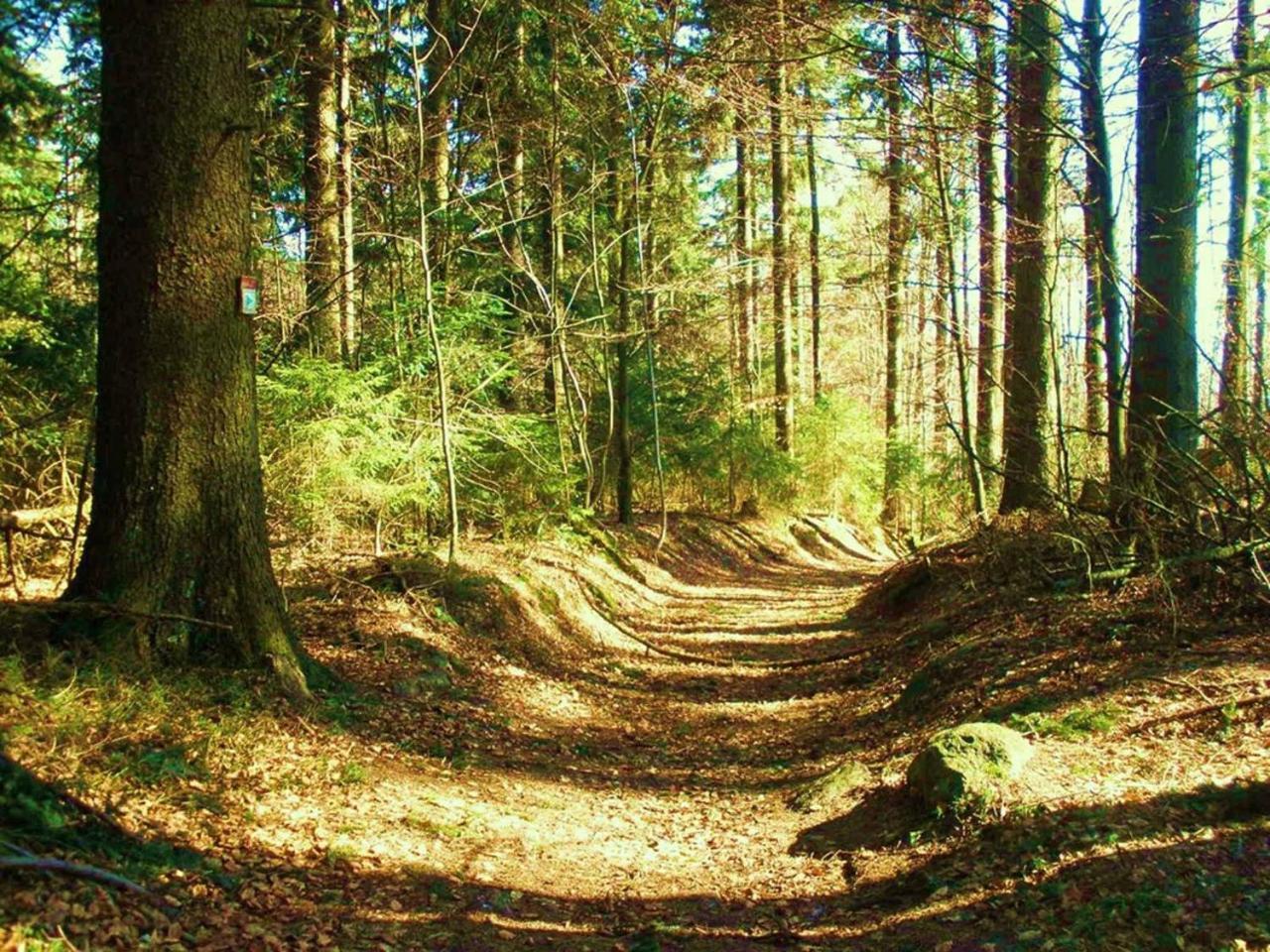 Ferienwohnungen Waldblick Waldmuenchen Exterior photo